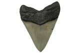 Serrated Fossil Megalodon Tooth - Quality Ocean Meg #258767-2